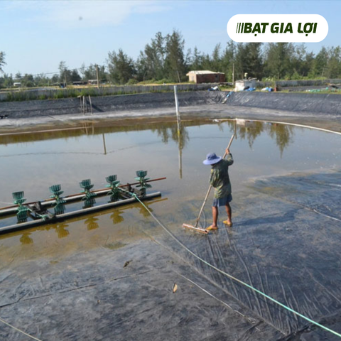 LỰA CHỌN BẠT LÓT AO PHÙ HỢP ĐỂ DỄ VỆ SINH ĐÁY VÀ TIẾT KIỆM CHI PHÍ