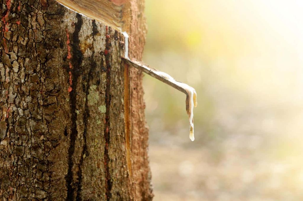 Gỗ Cao Su Là Gì? Có Thật Sự Tốt Không Ứng Dụng Ra Sao?