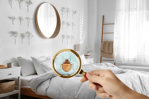 Dấu hiệu nhận biết rệp giường và cách loại bỏ rệp giường