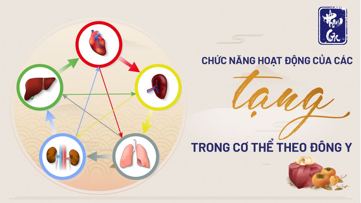 Chức năng hoạt động của các tạng trong cơ thể theo đông y