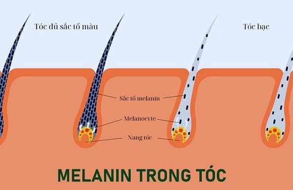 phu-nu-mang-thai-khong-nen-su-dung-ha-thu-o