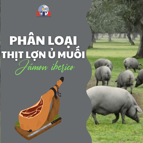 PHÂN LOẠI THỊT LỢN Ủ MUỐI JAMON IBERICO, BẠN ĐÃ BIẾT ?