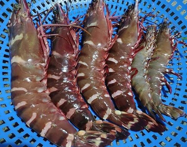 những món ăn giàu chất chống oxy hóa tốt cho sức khỏe