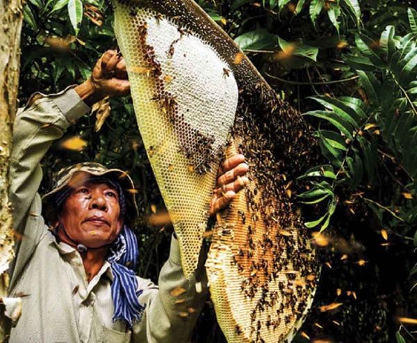 Rừng u minh hạ cà mau