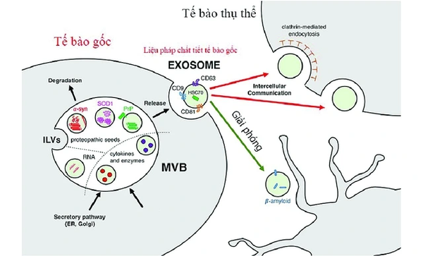 Khám Phá Lý Do Exosome Là Công Nghệ Hàng Đầu Trong Sản Phẩm Chống Lão Hóa