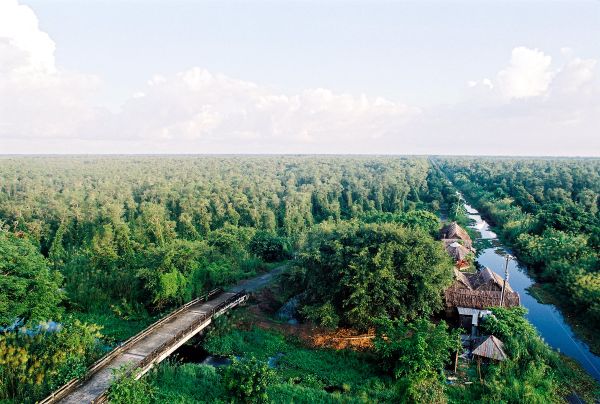Rừng u minh hạ cà mau