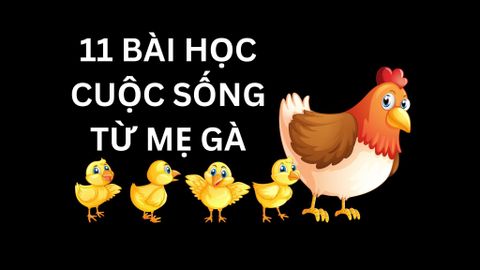 11 Bài học cuộc sống từ Gà Mái Ấp Trứng Đẻ Con - Vượt Ngưỡng