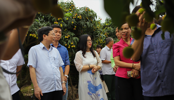 Chùm ảnh về vụ mùa Vải Trứng Hưng Yên Năm 2024