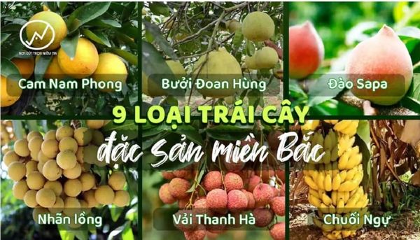 30 loại trái cây Miền Bắc - Đặc sản Miền Bắc ngon và nổi tiếng nhất