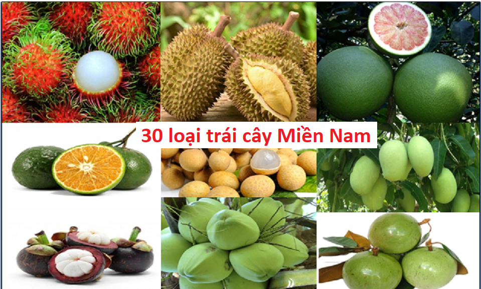 30 loại trái cây miền nam nổi tiếng thơm ngon và bổ dưỡng