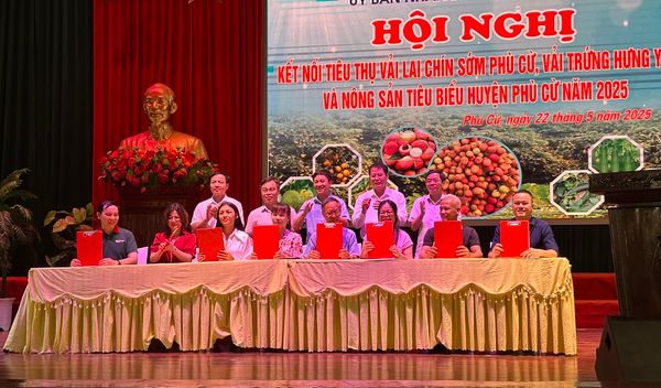 Kết nối tiêu thụ vải lai chín sớm Phù Cừ, vải trứng Hưng Yên năm 2025