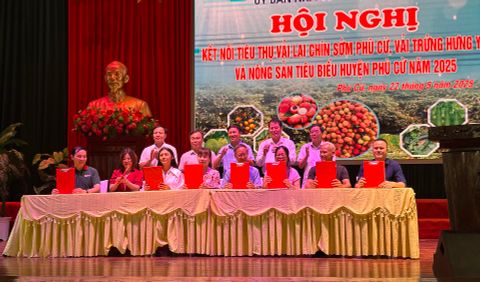 Kết nối tiêu thụ vải lai chín sớm Phù Cừ, vải trứng Hưng Yên năm 2025