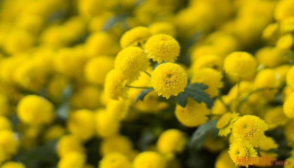 Trà hoa cúc chi sấy lạnh - Thức quà đặc sản từ vùng đất Nhãn Hưng Yên