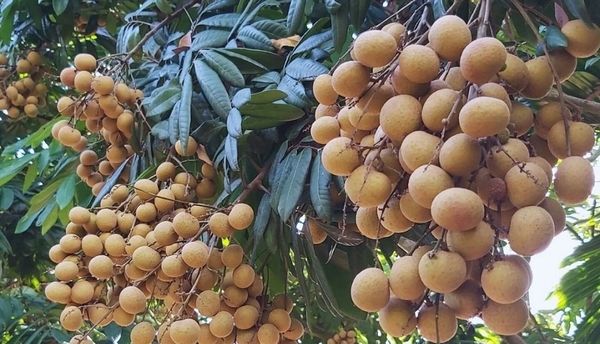 Nhãn Đường Phèn Hưng Yên mua ở đâu?