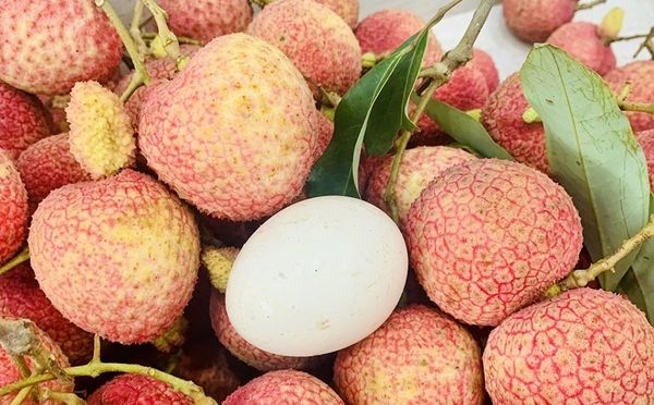 Vải trứng Hưng Yên: Mùa vụ chưa bắt đầu, sản phẩm đã “cháy hàng”