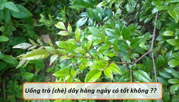 Uống trà dây hàng ngày có tốt không? Lợi ích khi uống Trà (chè) dây!