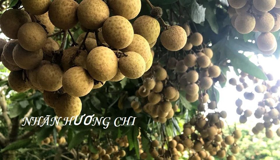 Nhãn Hương Chi - Top 1 Nhãn ngon tại Hưng Yên