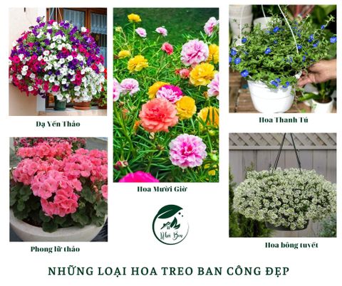 Những loại hoa treo ban công đẹp cho ngôi nhà thêm xinh xắn