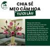 Chia sẻ mẹo cắm hoa đẹp, giữ hoa được tươi lâu