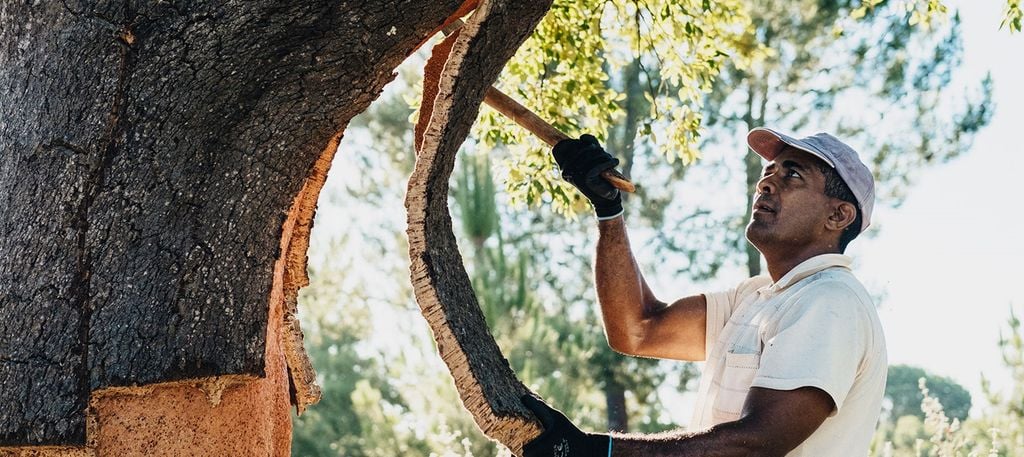 Cork harvesting