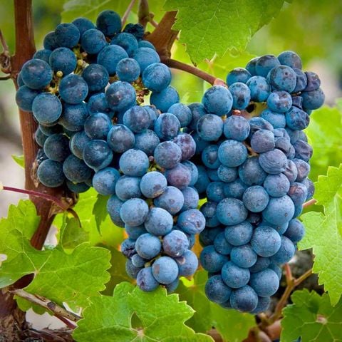 Cabernet Sauvignon