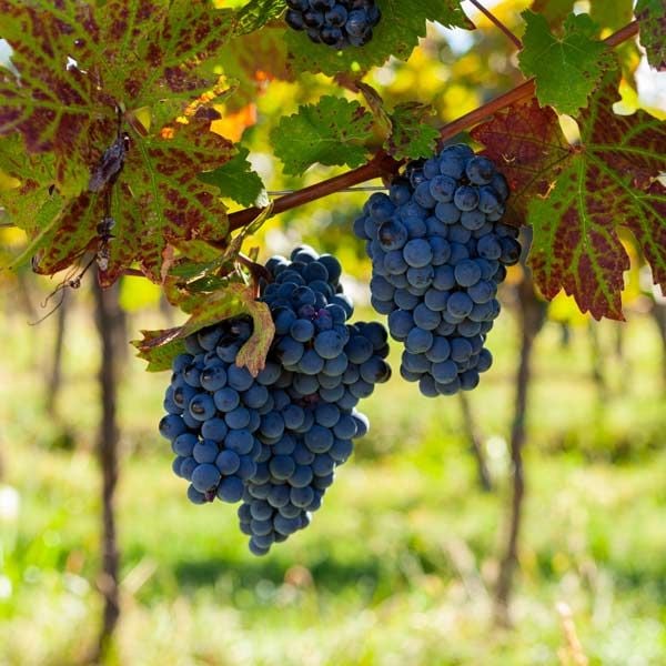 Merlot