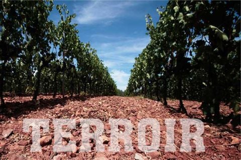 Terroir là gì?