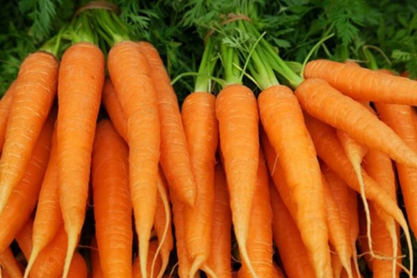 BETA-CAROTENE, HÀM LƯỢNG GẤP 10 LẦN CÀ RỐT