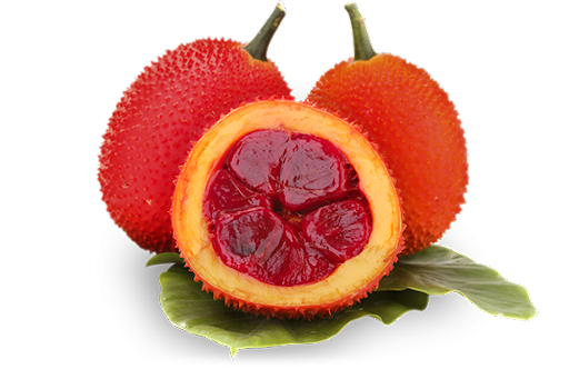 TÁC DỤNG CỦA TRÁI GẤC ĐỐI VỚI BỆNH UNG THƯ