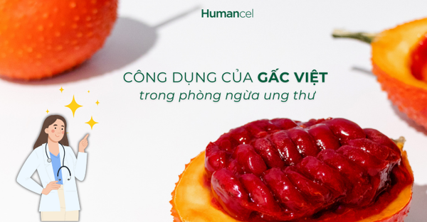 CÔNG DỤNG TUYỆT VỜI CỦA GẤC VIỆT TRONG PHÒNG NGỪA UNG THƯ