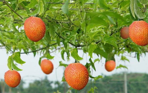 TRÁI GẤC VÀ TÁC DỤNG ĐỐI VỚI SỨC KHỎE ĐÔI MẮT