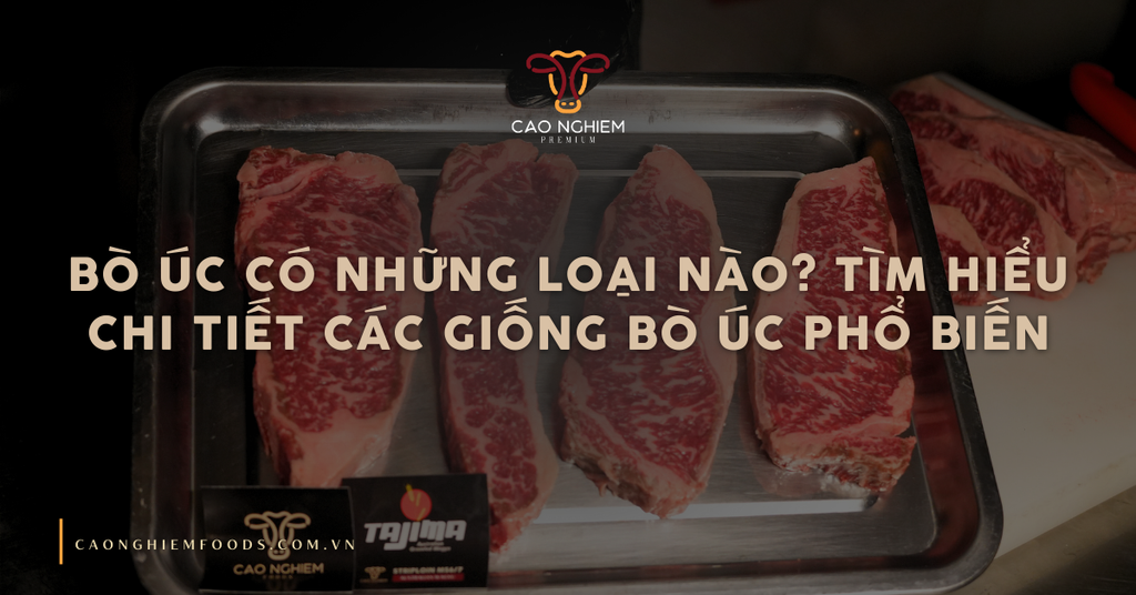 Bò Úc có những loại nào? Tìm hiểu chi tiết các giống bò Úc phổ biến