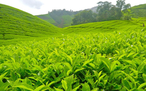 Hiện thực ước mơ xây dựng vùng chè sạch, hữu cơ