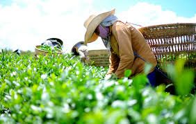 Lâm Đồng bảo vệ thương hiệu - xuất khẩu chè nói không với hóa chất