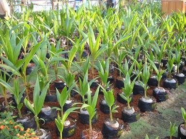 Sứ sở dừa - Bến Tre phát triển dừa thành sản phẩm hàng hóa