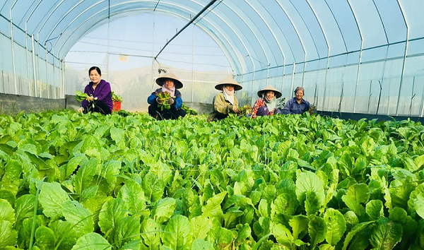 Nhà kính xanh - mô hình canh tác nông nghiệp xanh xứ Lạng