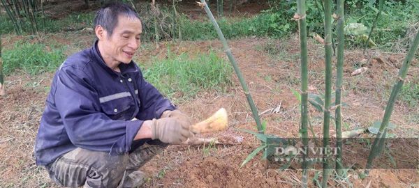 Bỏ cam trồng măng lục trúc, anh nông dân Phú Thọ ước mơ bán măng sang tận Nhật