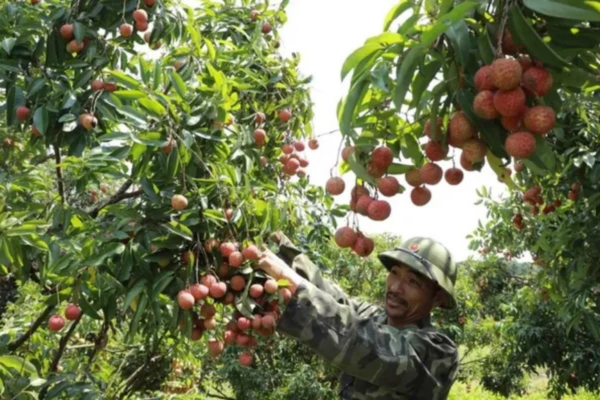 Chủ động các kịch bản tiêu thụ nông sản
