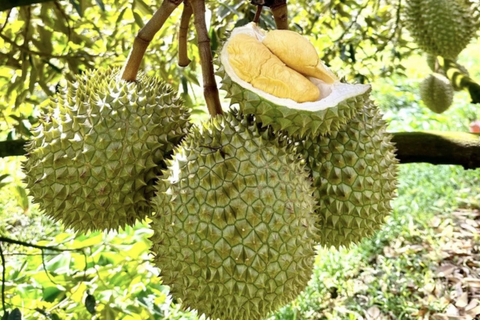Phó thủ tướng yêu cầu xử lý thông tin liên quan đến trái sầu riêng