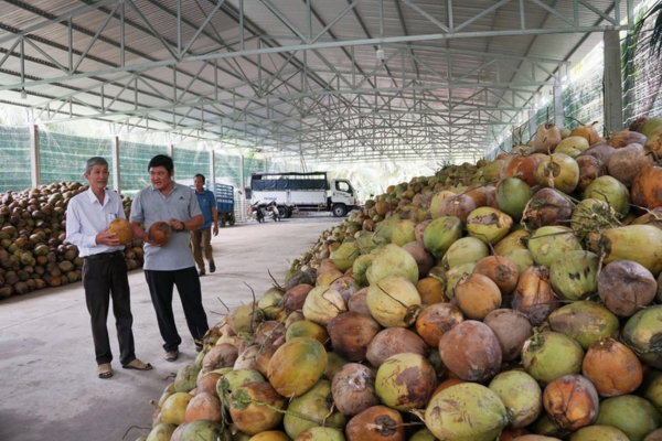 3 'trụ cột' giúp ngành dừa chinh phục thị trường toàn cầu