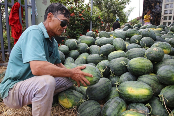 Kim ngạch xuất khẩu nhiều loại trái cây chủ lực giảm mạnh