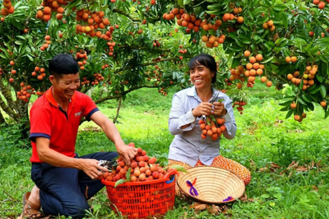 Quả vải to như quả trứng, hái đến đâu bán hết ngay đến đó.