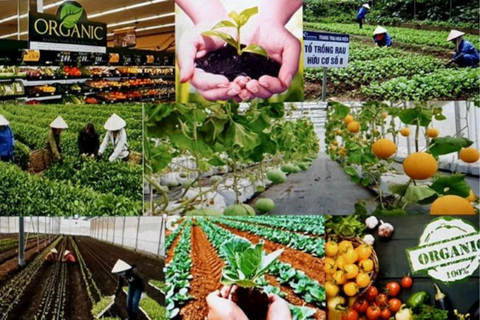 Để nông nghiệp hữu cơ phát triển đúng hướng và xứng tầm