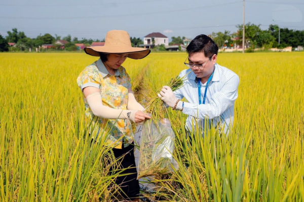 Người trồng lúa hữu cơ hưởng niềm vui trọn vẹn