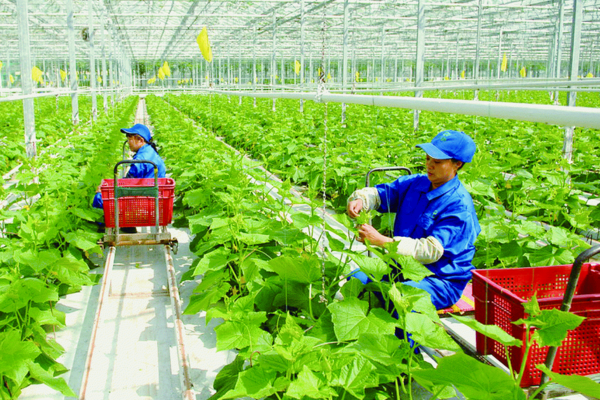 Nhiều địa phương đẩy mạnh phát triển nông nghiệp xanh: Nâng cao chất lượng nông sản, giảm thiểu ô nhiễm môi trường