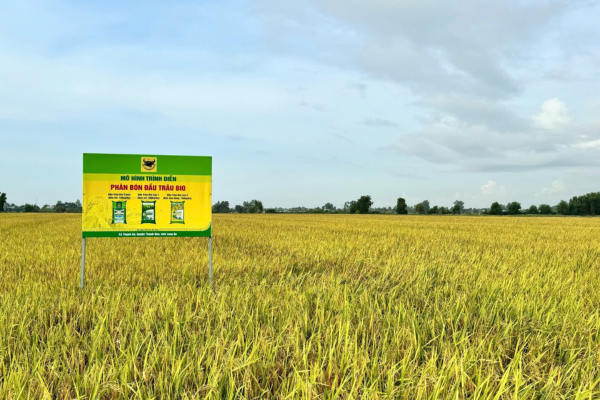 Giải mã cặp đôi “Bio và Canxi” - chìa khóa cho canh tác lúa bền vững ở ĐBSCL