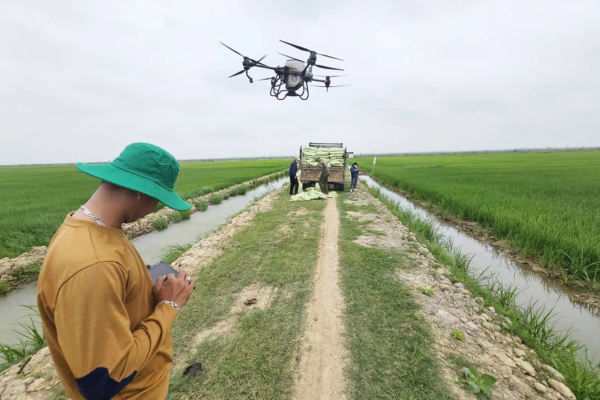 Lan toả cánh đồng ‘không dấu chân’