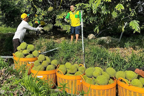 Sầu riêng đông lạnh - cánh cửa tỷ USD