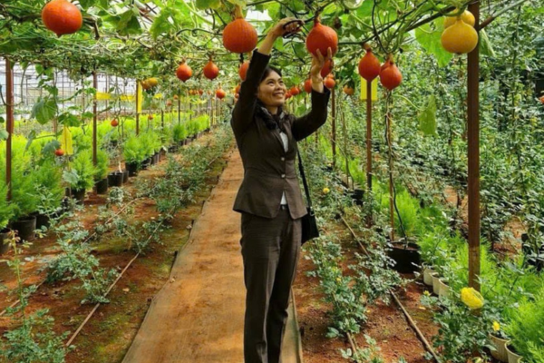 Nông thôn mới Lâm Đồng: Phát triển chuỗi liên kết giá trị là giải pháp trọng tâm