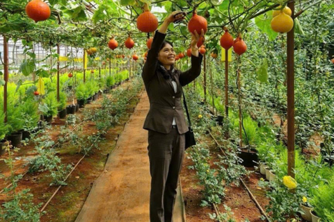 Nông thôn mới Lâm Đồng: Phát triển chuỗi liên kết giá trị là giải pháp trọng tâm